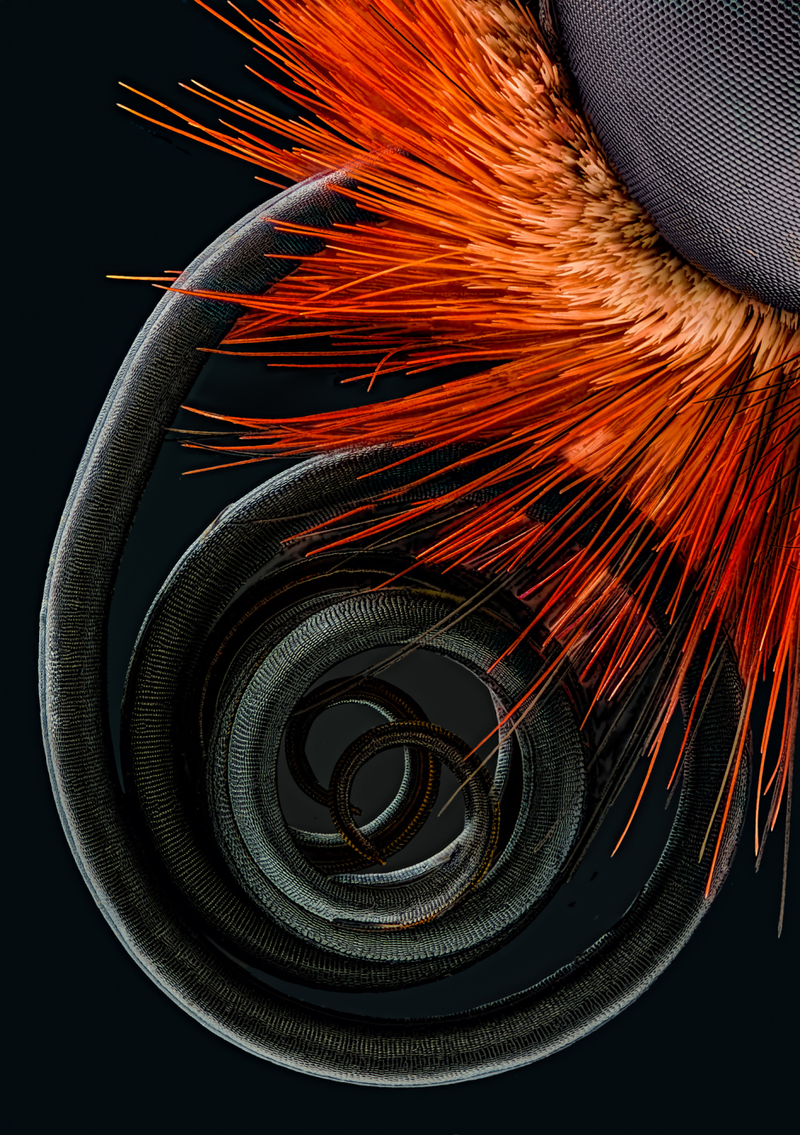 Illustration for article titled Las mejores microfotografĂas del año nos muestran la increĂble belleza de lo que no podemos ver